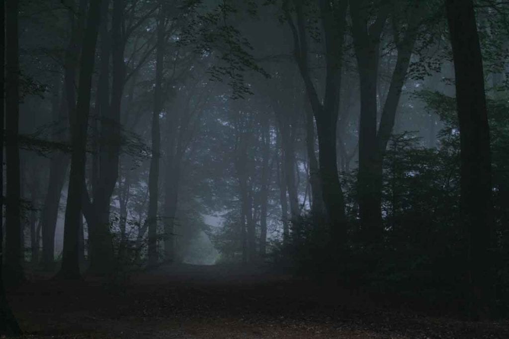 Aokigahara suicide Forest