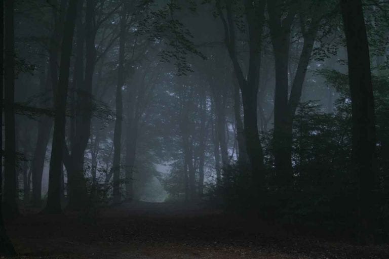 Aokigahara suicide Forest